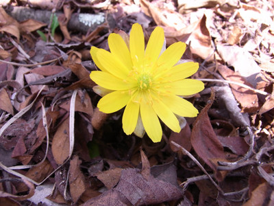 f:id:Naturalhistory:20100225154458j:image