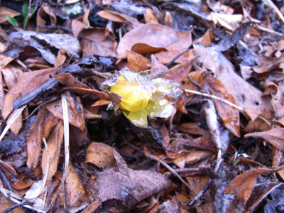 f:id:Naturalhistory:20100226104904j:image