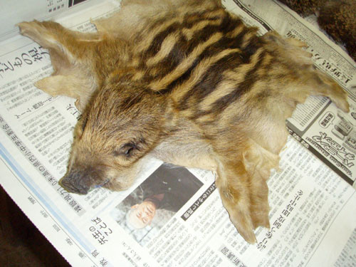 f:id:Naturalhistory:20100303161741j:image f:id:Naturalhistory:20100303161741j:image
