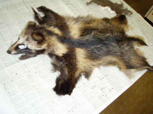 f:id:Naturalhistory:20100303161755j:image f:id:Naturalhistory:20100303161755j:image