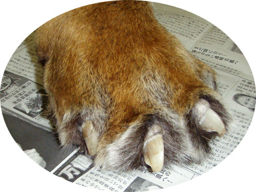 f:id:Naturalhistory:20100303163015j:image f:id:Naturalhistory:20100303163015j:image