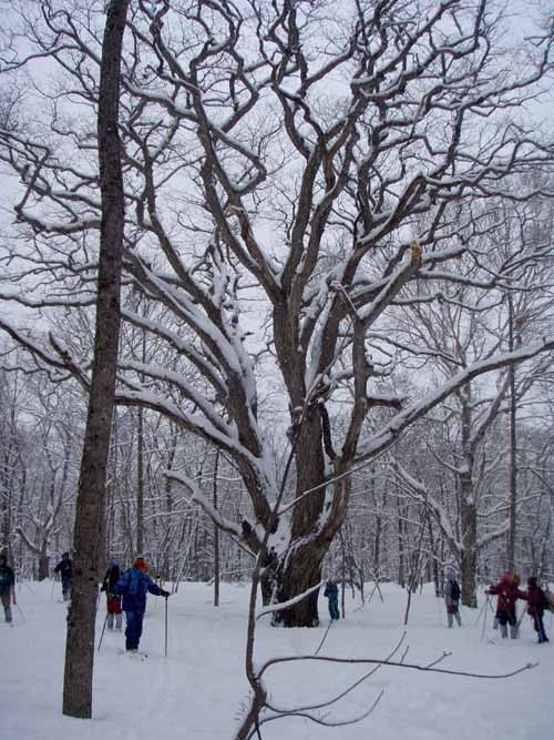 f:id:Naturalhistory:20100307111707j:image f:id:Naturalhistory:20100307111707j:image