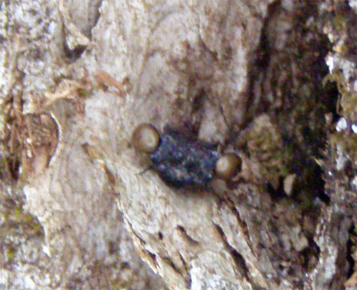 f:id:Naturalhistory:20100307170913j:image f:id:Naturalhistory:20100307170913j:image