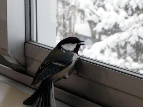 f:id:Naturalhistory:20100309180320g:image