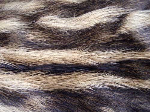 f:id:Naturalhistory:20100312151411j:image