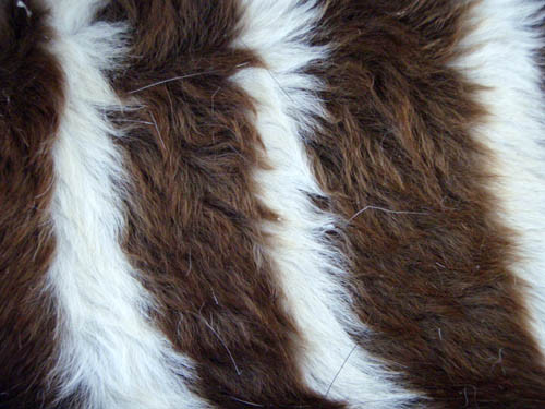 f:id:Naturalhistory:20100312151421j:image