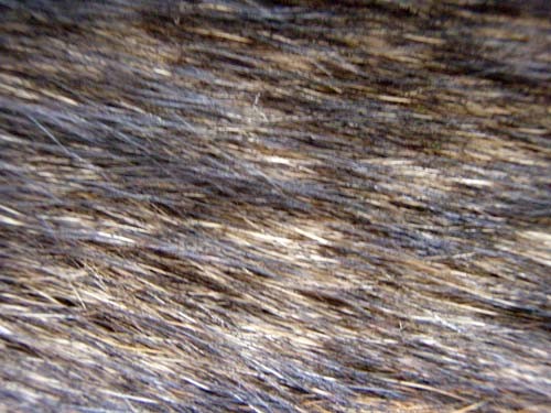 f:id:Naturalhistory:20100312151510j:image