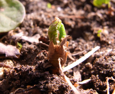 f:id:Naturalhistory:20100322145121j:image