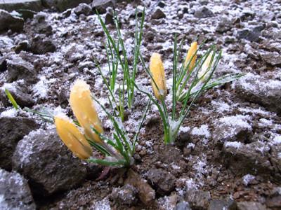 f:id:Naturalhistory:20100325161053j:image f:id:Naturalhistory:20100325161053j:image