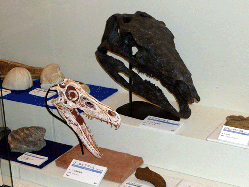 f:id:Naturalhistory:20100330174513g:image