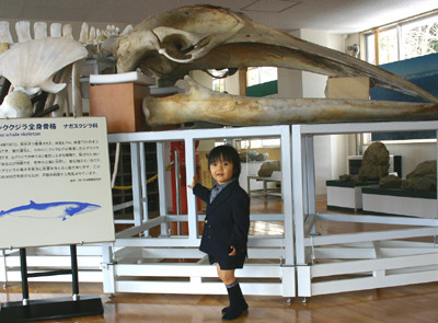 f:id:Naturalhistory:20100402115456j:image