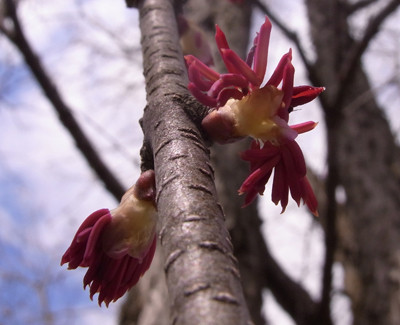 f:id:Naturalhistory:20100402124546j:image