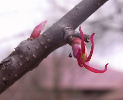 f:id:Naturalhistory:20100402125245j:image