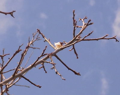 f:id:Naturalhistory:20100402141304j:image
