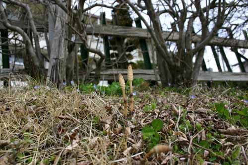 f:id:Naturalhistory:20100403103411j:image