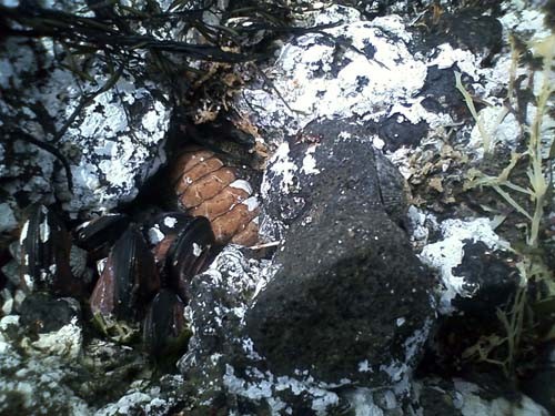 f:id:Naturalhistory:20100410133711j:image