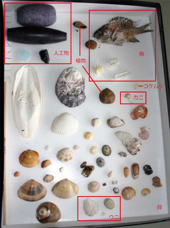f:id:Naturalhistory:20100411172456j:image