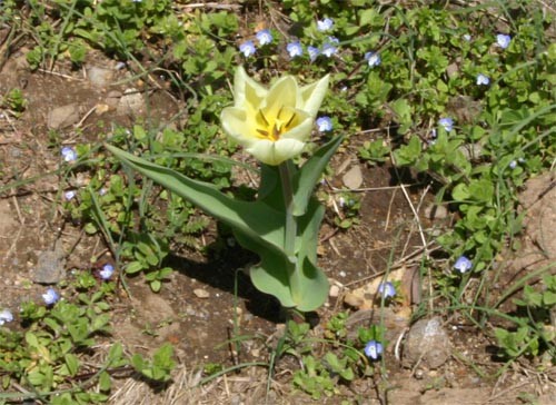 f:id:Naturalhistory:20100414172635j:image