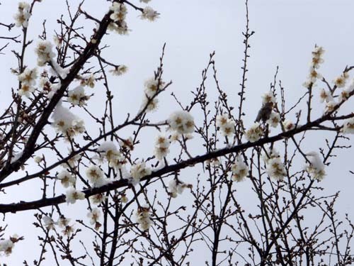 f:id:Naturalhistory:20100415085305j:image