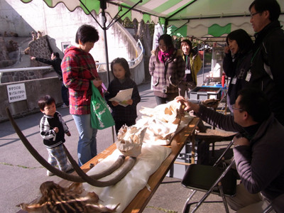 f:id:Naturalhistory:20100417154500j:image