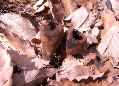 f:id:Naturalhistory:20100418134313j:image f:id:Naturalhistory:20100418134313j:image