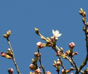 f:id:Naturalhistory:20100425170015j:image