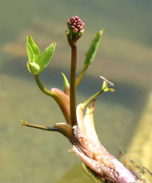 f:id:Naturalhistory:20100503164159j:image