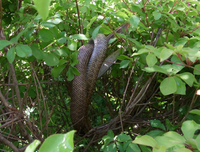 f:id:Naturalhistory:20100604095532j:image f:id:Naturalhistory:20100604095532j:image