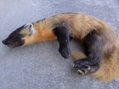 f:id:Naturalhistory:20100605163340j:image f:id:Naturalhistory:20100605163340j:image