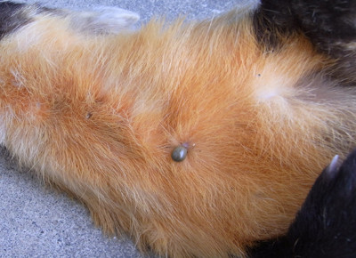 f:id:Naturalhistory:20100605163523j:image f:id:Naturalhistory:20100605163523j:image