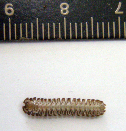 f:id:Naturalhistory:20100611142733j:image