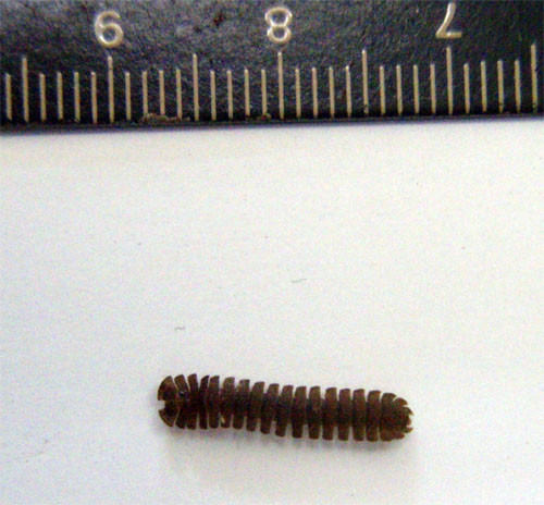 f:id:Naturalhistory:20100611142813j:image