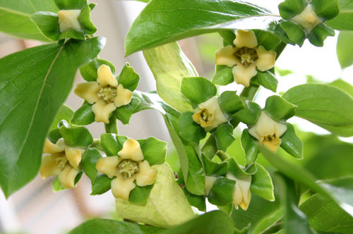 f:id:Naturalhistory:20100615122323j:image