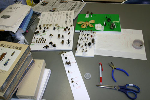 f:id:Naturalhistory:20100629170842j:image