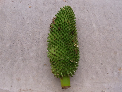 f:id:Naturalhistory:20100704163748j:image