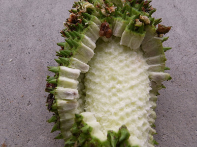f:id:Naturalhistory:20100704163918j:image