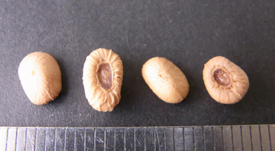 f:id:Naturalhistory:20100706160520j:image