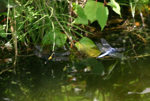 f:id:Naturalhistory:20100716180024j:image f:id:Naturalhistory:20100716180024j:image