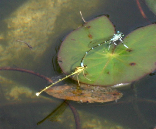 f:id:Naturalhistory:20100716180643j:image f:id:Naturalhistory:20100716180643j:image