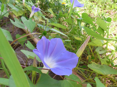 f:id:Naturalhistory:20100725103034j:image