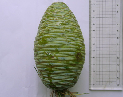 f:id:Naturalhistory:20100725165618j:image