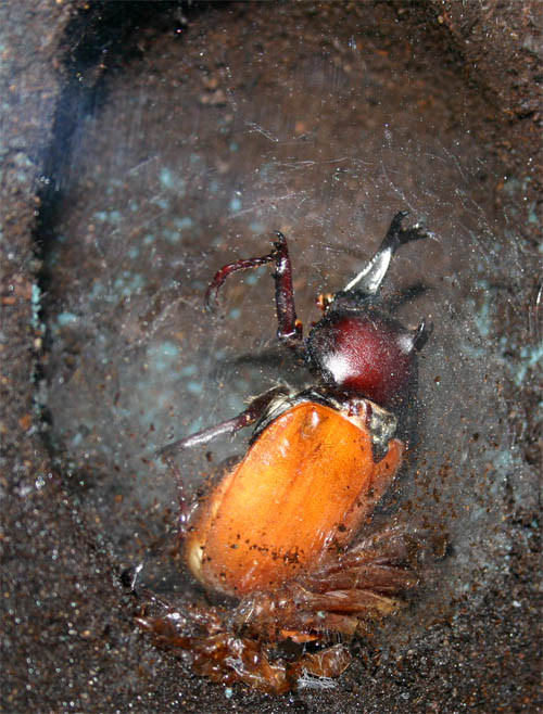 f:id:Naturalhistory:20100728153758j:image