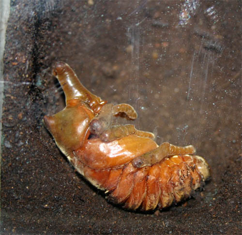 f:id:Naturalhistory:20100728153824j:image