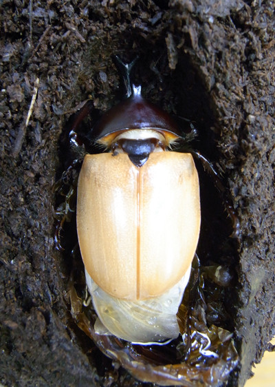 f:id:Naturalhistory:20100729190247j:image
