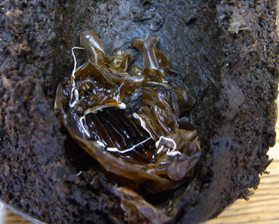 f:id:Naturalhistory:20100730180955j:image