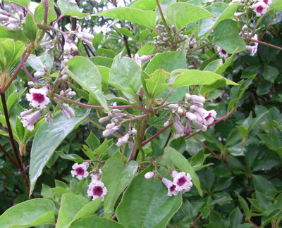 f:id:Naturalhistory:20100803172321j:image