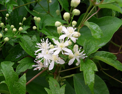 f:id:Naturalhistory:20100803172406j:image