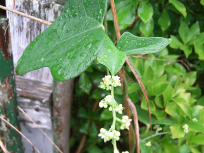 f:id:Naturalhistory:20100803172448j:image