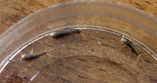 f:id:Naturalhistory:20100812130331j:image