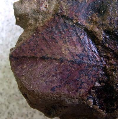 f:id:Naturalhistory:20100815135226j:image